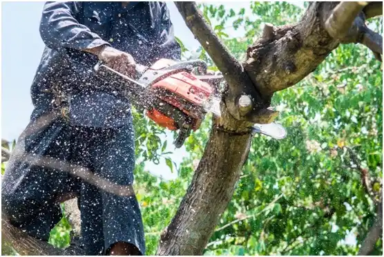 tree services Ravenel